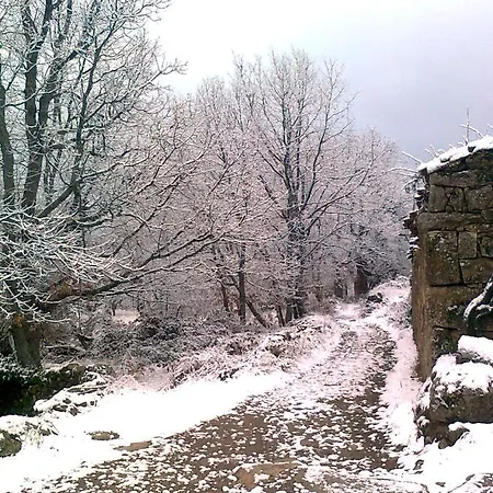 Castanos * Solana de ávila