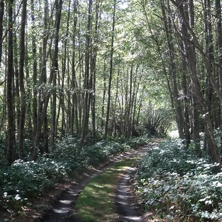 Castanos Solana de Avila