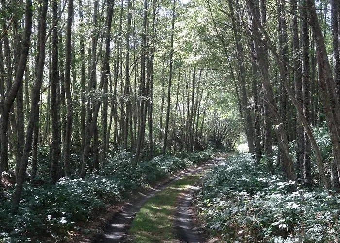 Castanos Solana de Avila